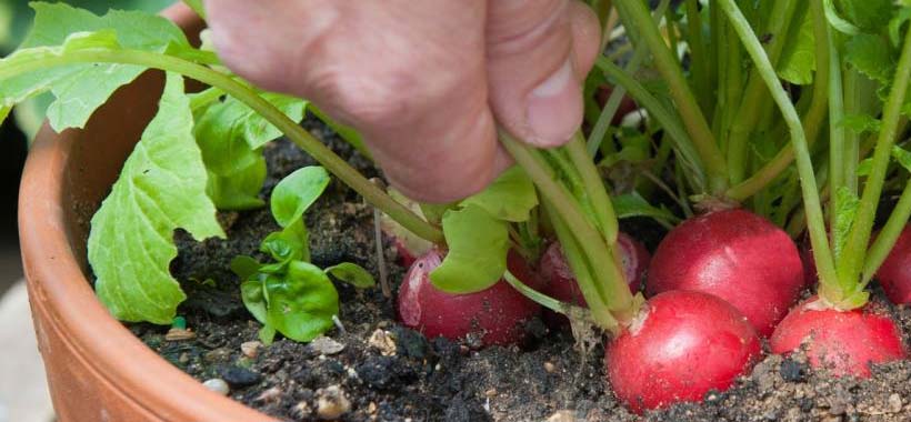 growing radishes in a container