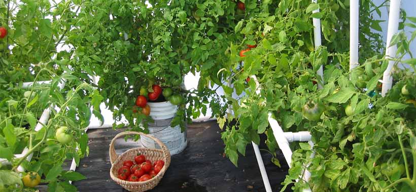 growing tomatoes ina container