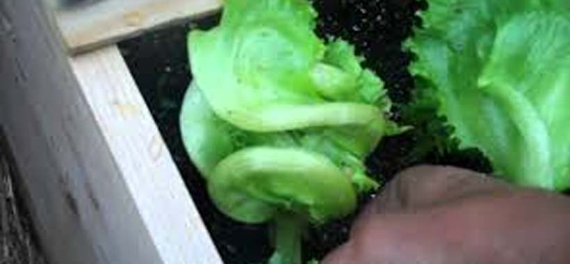 lettuce in a container