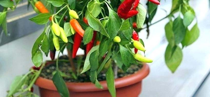 pepper growing in a container