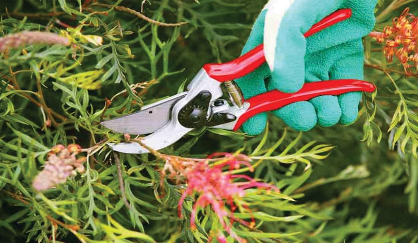 best prunning shears for elderly