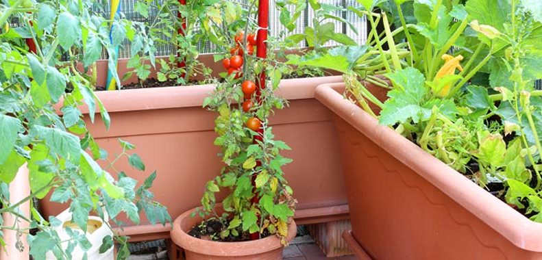 container gardening ideas
