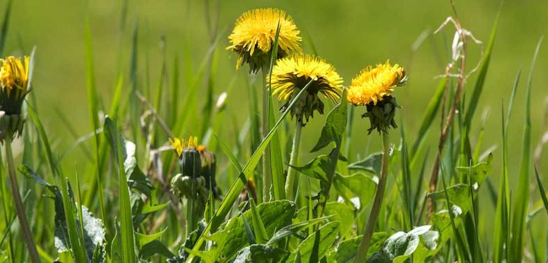 how to get rid of dandelions in the lawn