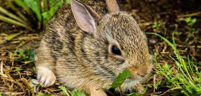 using ivory soap to keep rabbits from garden