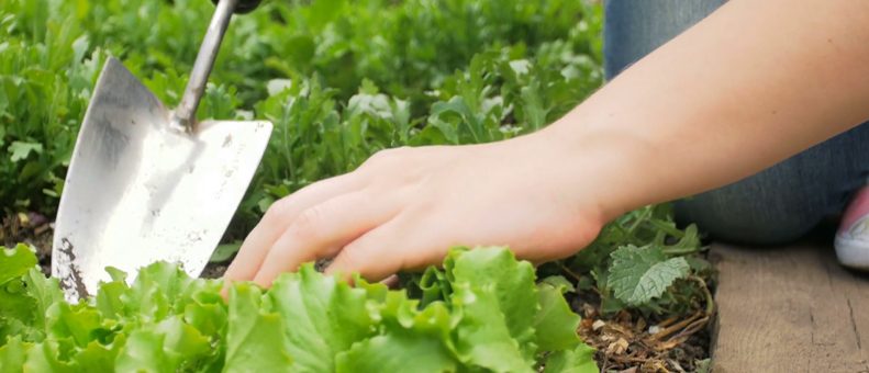 How to get rid of grass in vegetable garden | Yard Work HQ