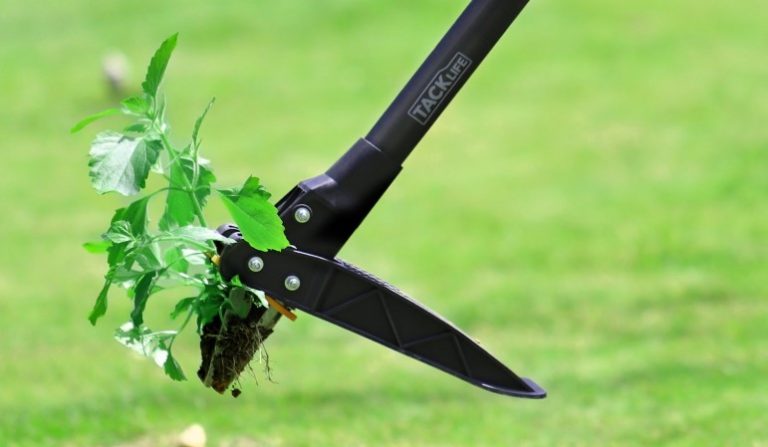 tool to dig dandelions