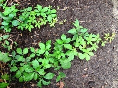 How To Kill Virginia Creeper Yard Work Hq