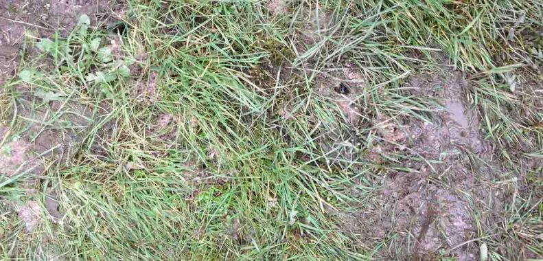 how to improve drainage in a clay soil lawn