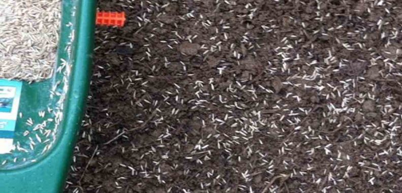 will frost kill grass seed