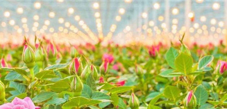 Best heater for small greenhouse