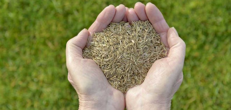 Does grass seed go bad when frozen