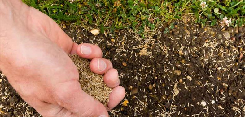 How cold is too cold to plant grass seed