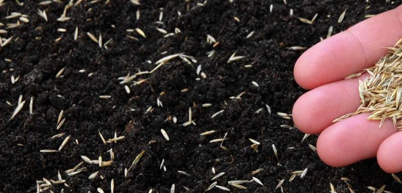 How long after planting grass seed can you walk on it