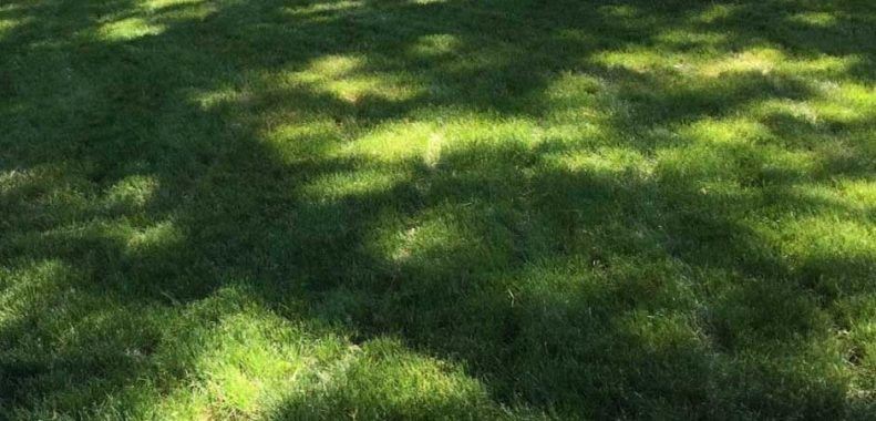 How long does Milogranite take to work on a lawn