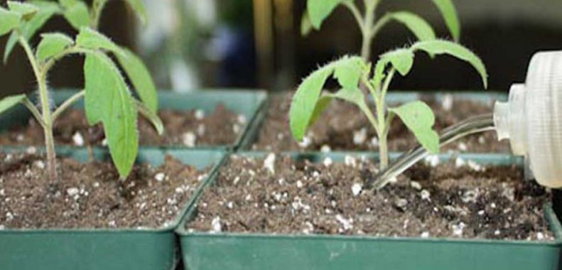 How long does liquid fertilizer take to work