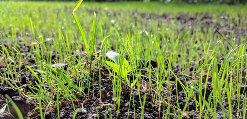 How long should I let new grass grow before cutting