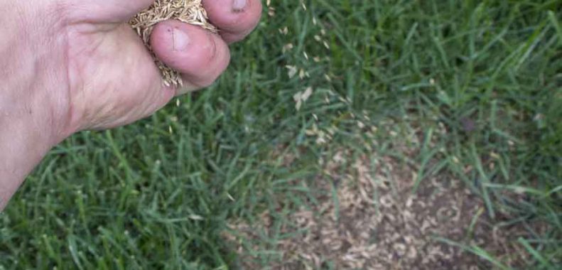 How much grass seed per square foot