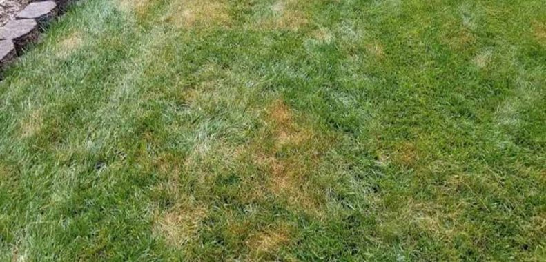 Should you water lawn after applying fungicide