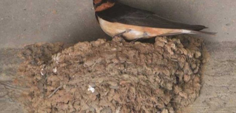 how to get rid of barn swallows