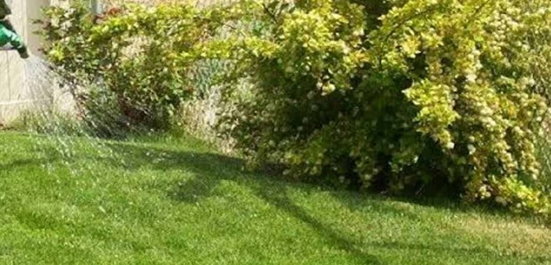 when to apply dimension pre-emergent