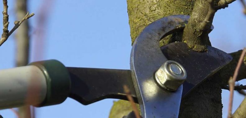 How to Stop Tree Branches from Growing Back