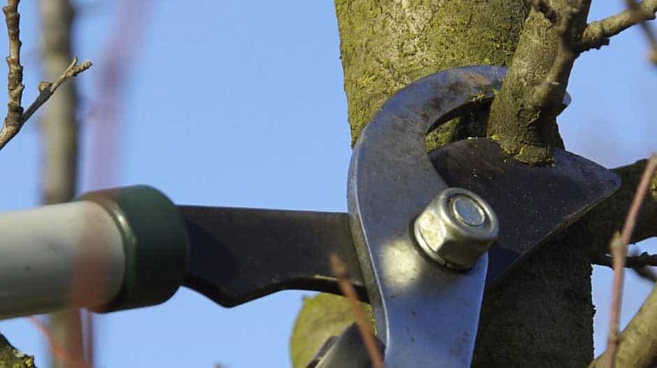 How to Stop Tree Branches from Growing Back