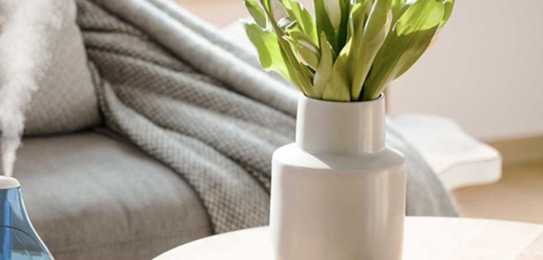 Best humidifier for plants