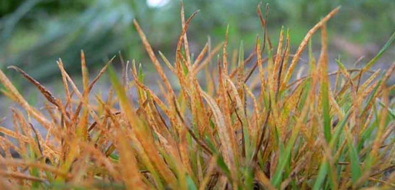 How do i get rid of rust in my lawn