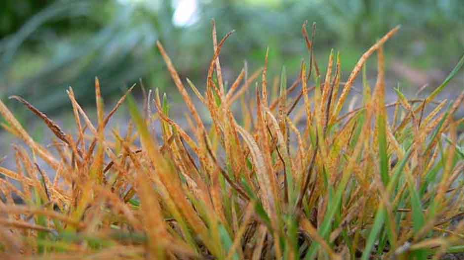 how to get rid of rust how to get rid of rust