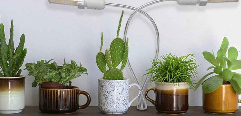 best grow lights for succulents