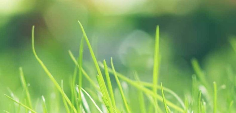 how to keep grass green in hot weather