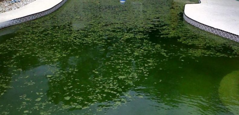 How to Get Algae out of the Pool without a Vacuum