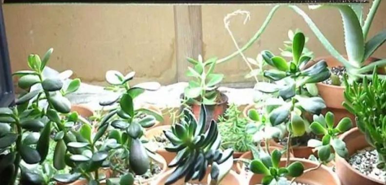 best wavelengths for grow lights
