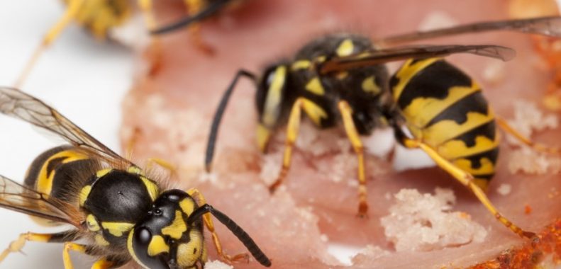How to Get Rid of Meat Bees