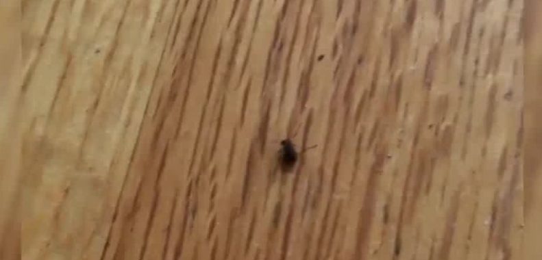 How to Get Rid of Wood Mites
