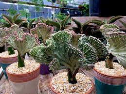 caring for coral cactus