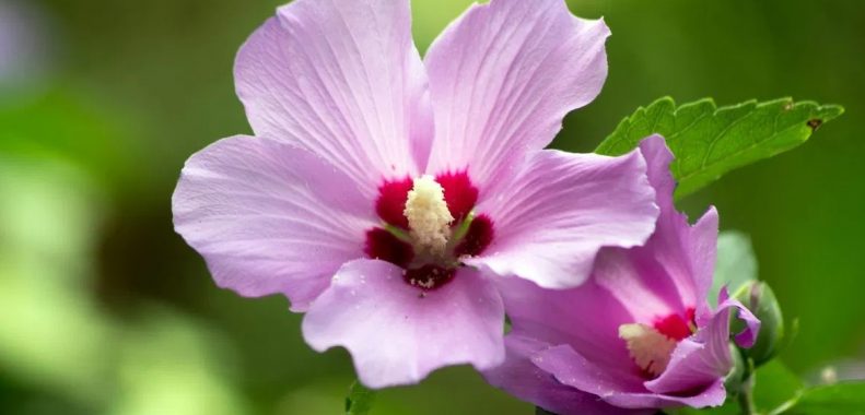 growing rose of sharon tips and tricks