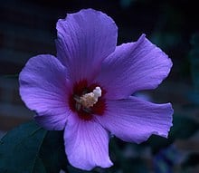 rose of sharon bloom