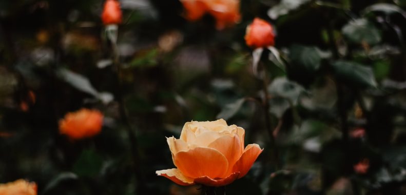 roses to bloom all summer