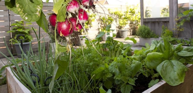 best vegetables to grow on your balcony