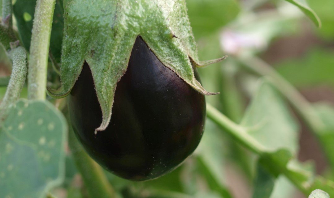 egg plant in a container