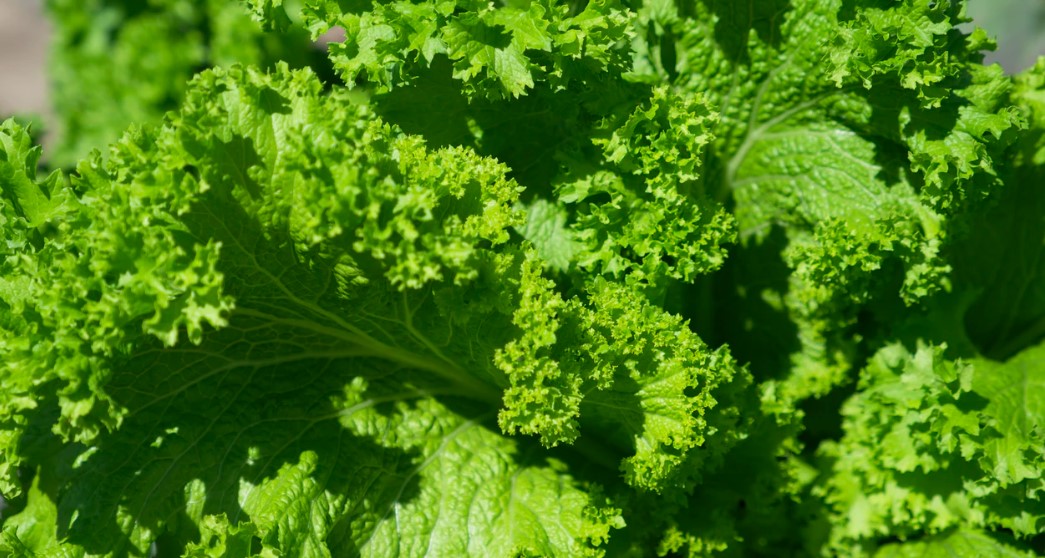 growing lettuce in a container