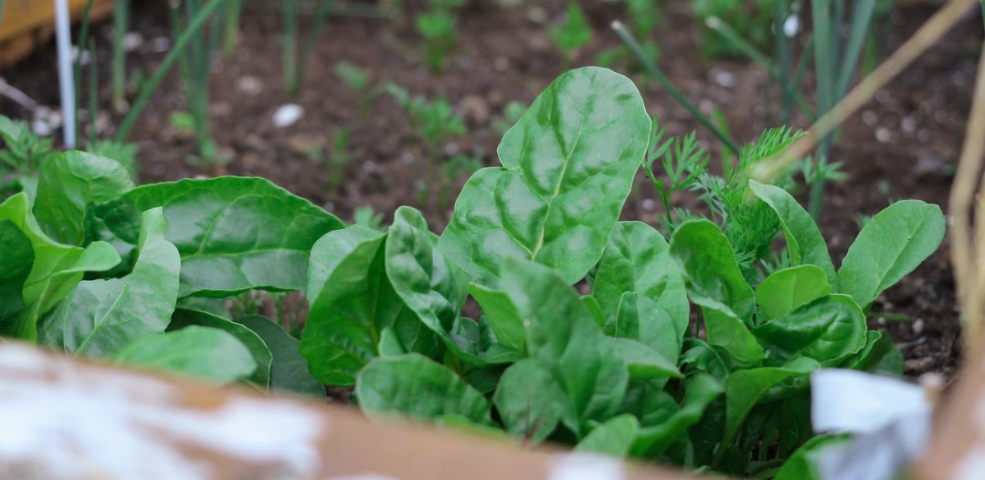 growing spinach in a container