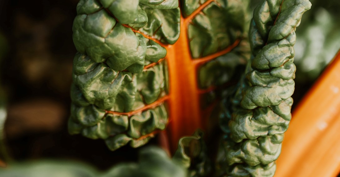 growing swiss chard on your balcony