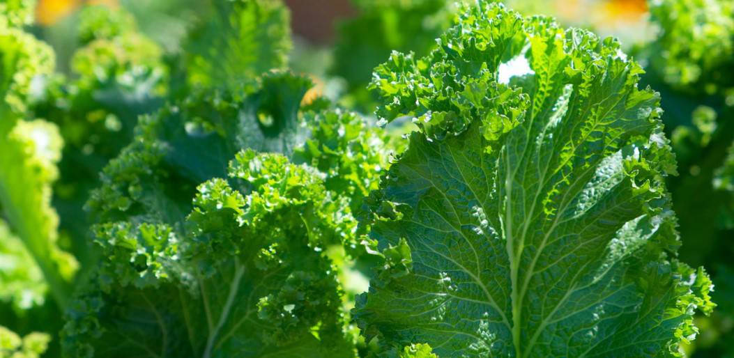 growing your own kale in a container