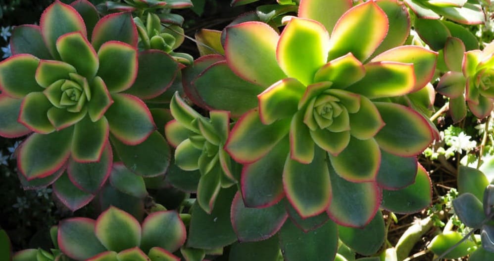 Aeonium 'Kiwi'