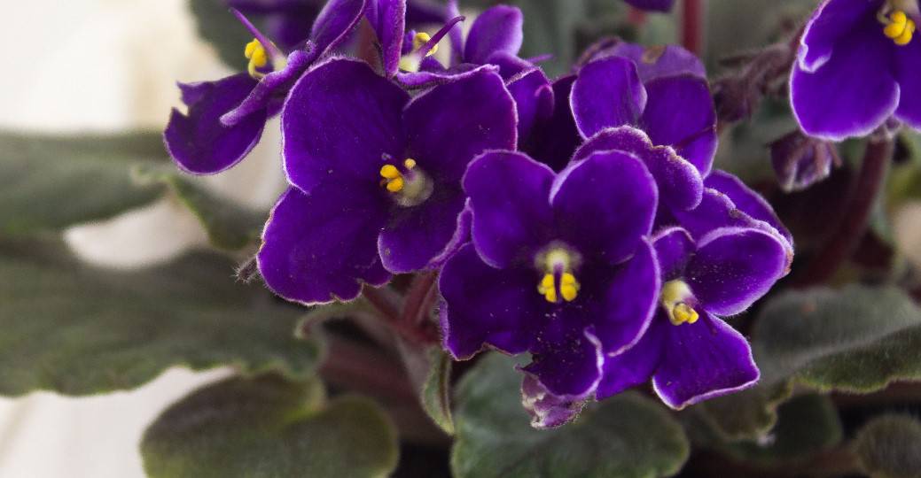 African Violet