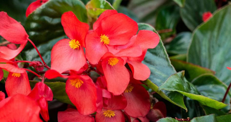 Begonia