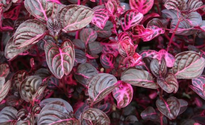 Blood Leaf Plant