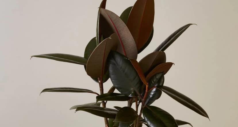 Burgundy Rubber Tree